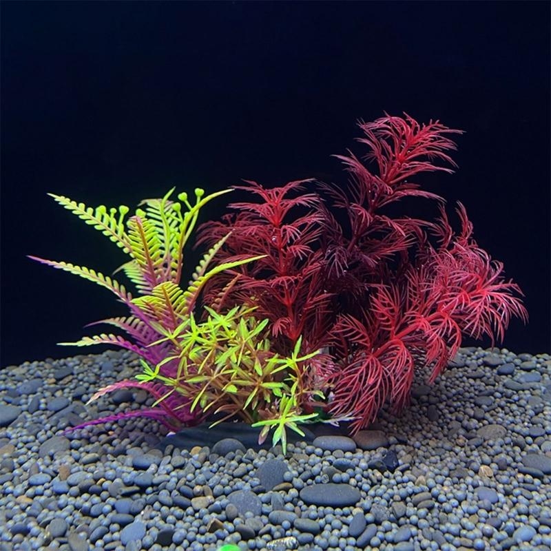 Aquarium Fish For Sale - Nhân Tạo Trang Trí Bể Cá