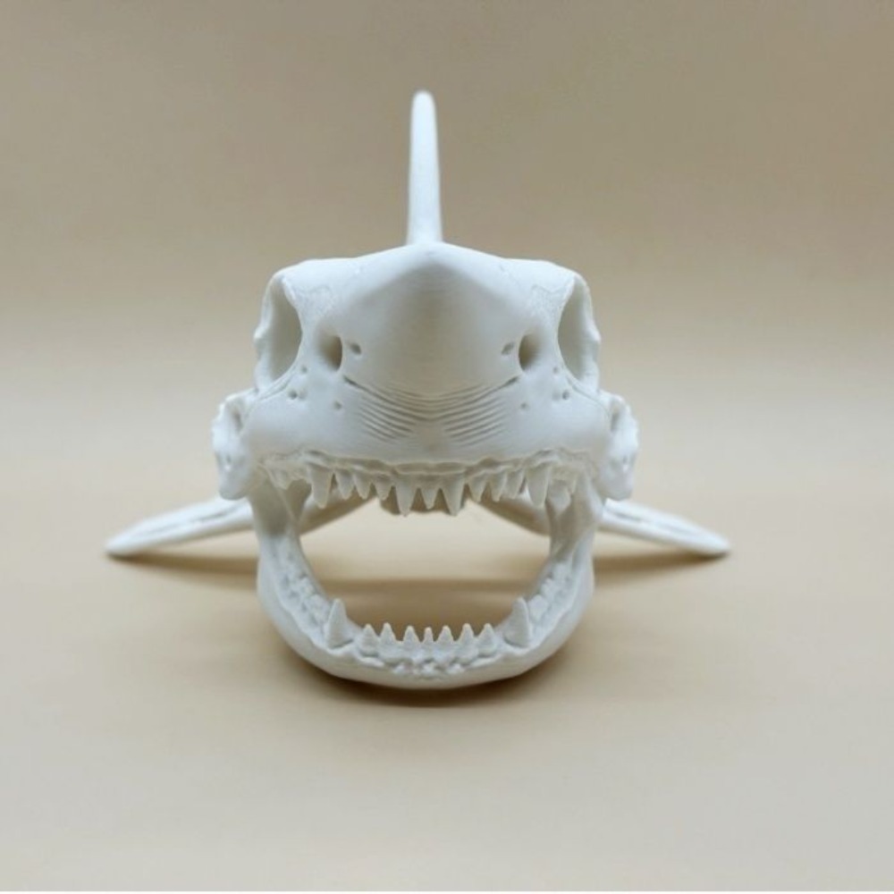 3D Printing Shark Skull Skelet - đánh giá và giá Aquarium Fish Shark