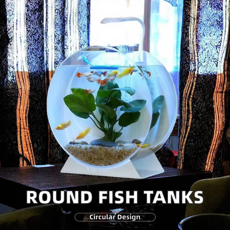 Hot Sale Modern Eco-Friendly A - đánh giá và giá Aquarium Fish For Sale