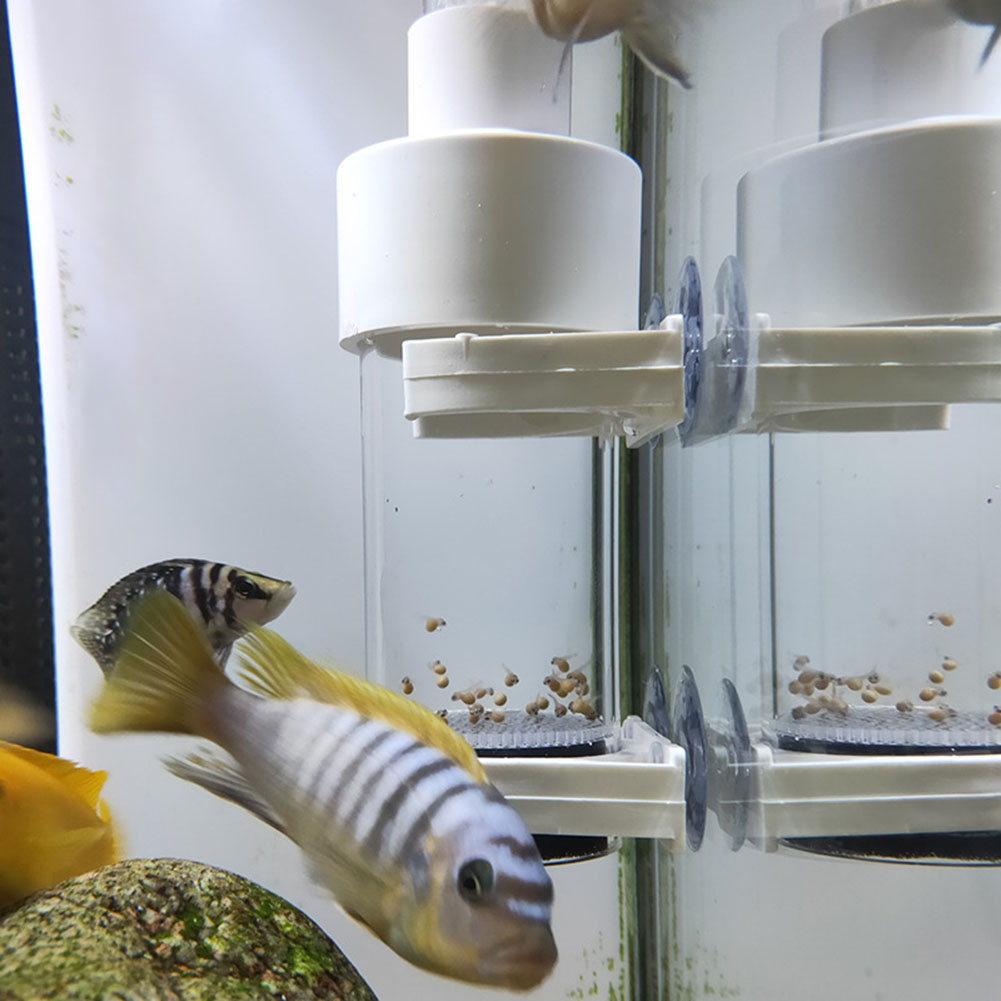 40mm Aquarium Cichlids Hatcher - đánh giá và giá Aquarium Fish Cichlid