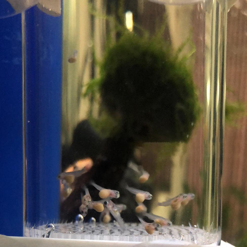 40mm Aquarium Cichlids Hatcher - đánh giá và giá Aquarium Fish Cichlid