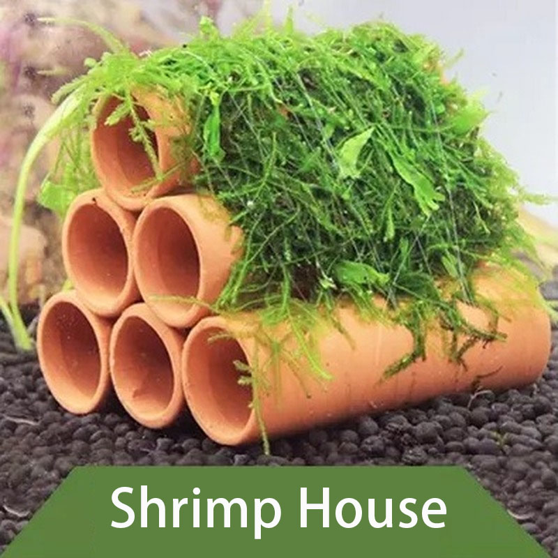 Đất Sét Trang Trí Bể Cá Tôm Ch - đánh giá và giá Aquarium Fish Cichlid