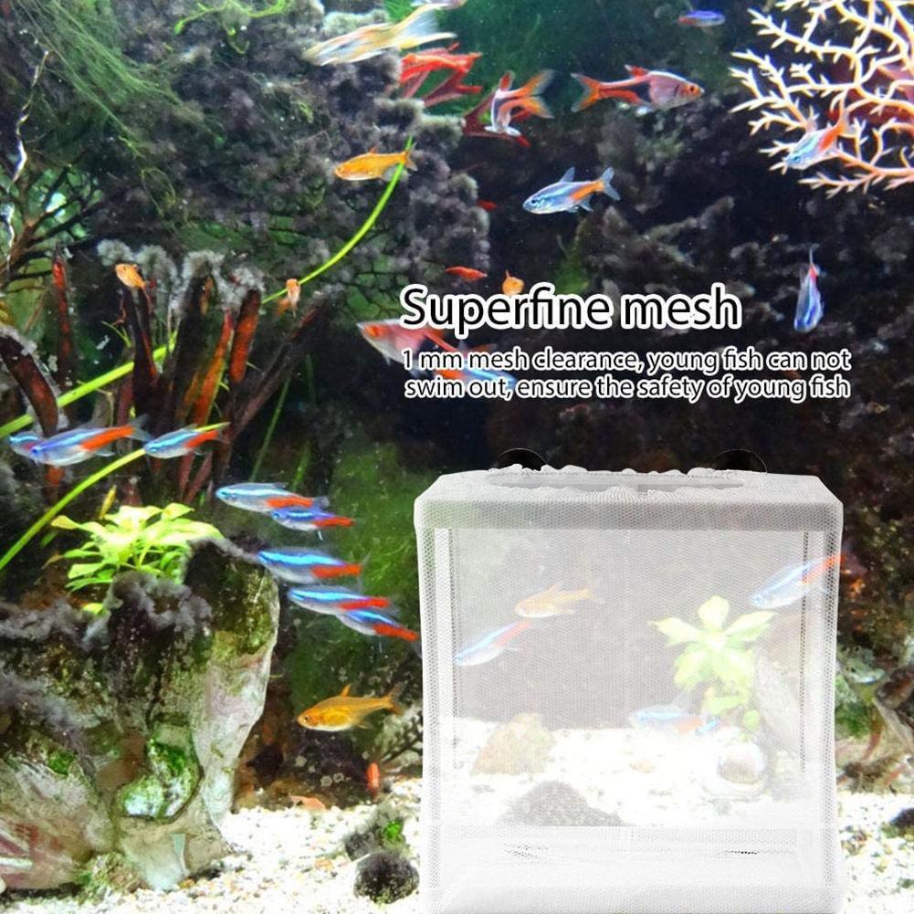 Hatchery Isolation Box for Aqu - đánh giá và giá Aquarium Fish Trap