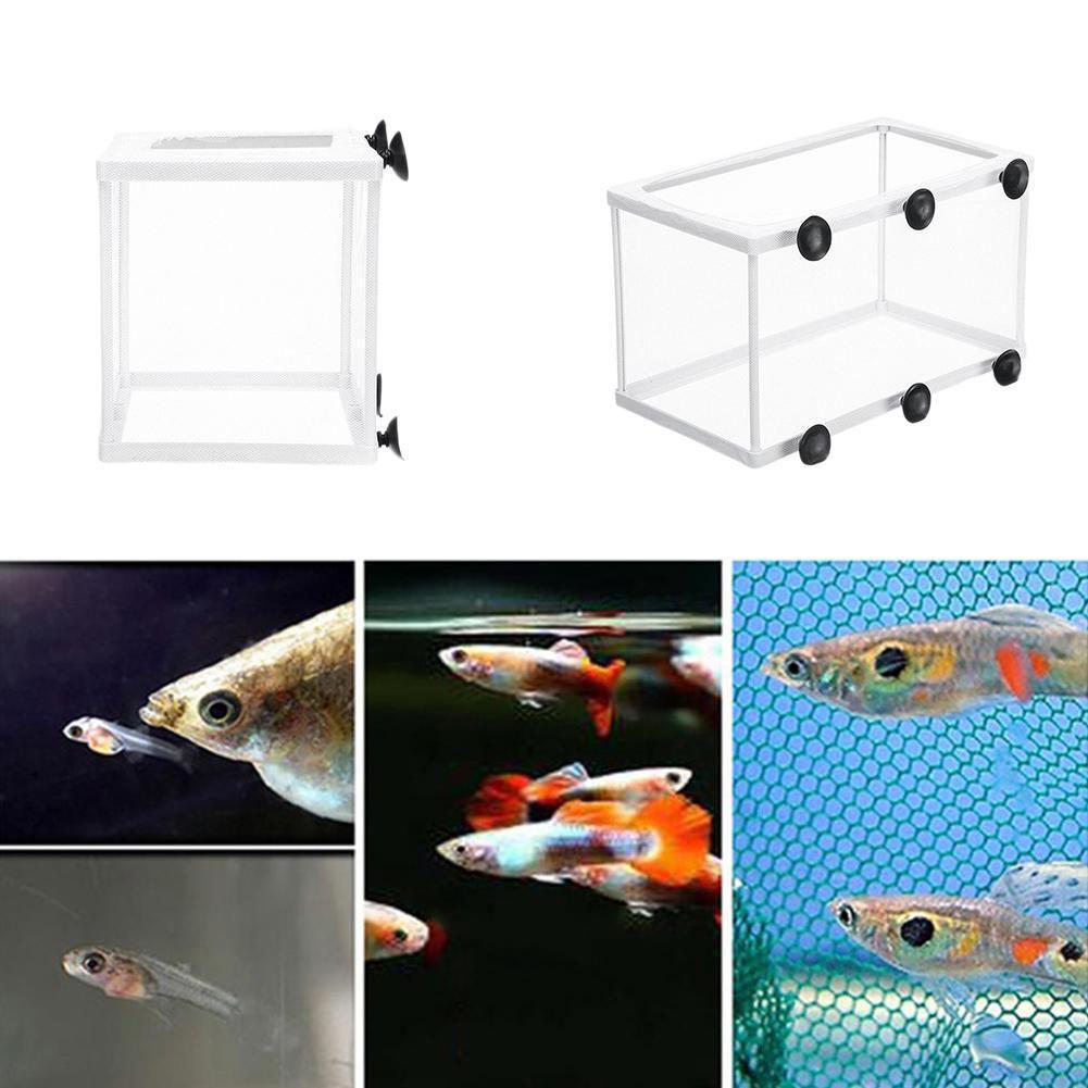 Hatchery Isolation Box for Aqu - đánh giá và giá Aquarium Fish Trap