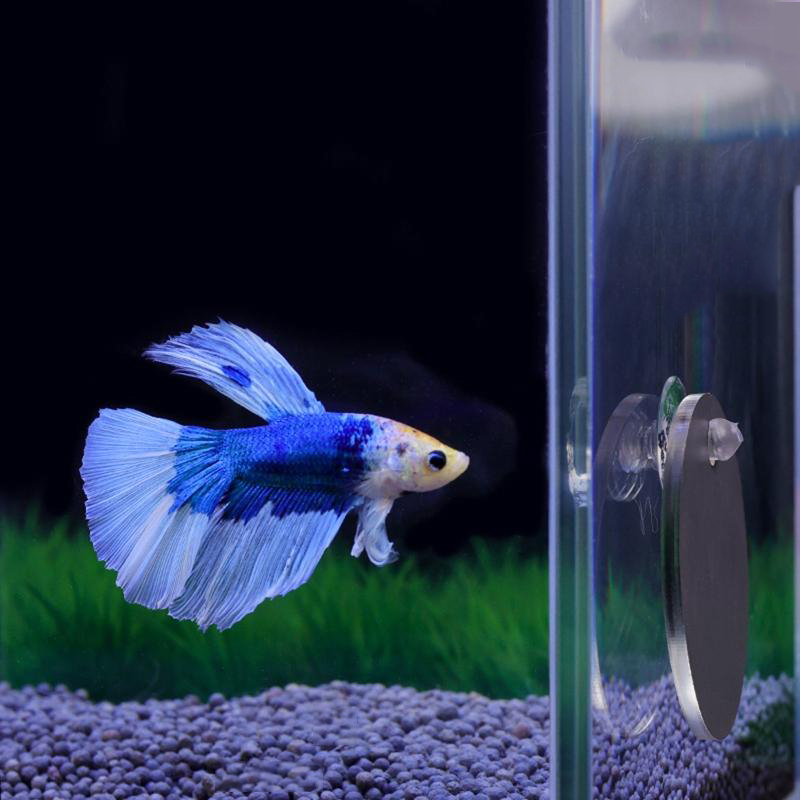 Aquarium Betta Mirror Fish Tan - đánh giá và giá Aquarium Fish Cichlid